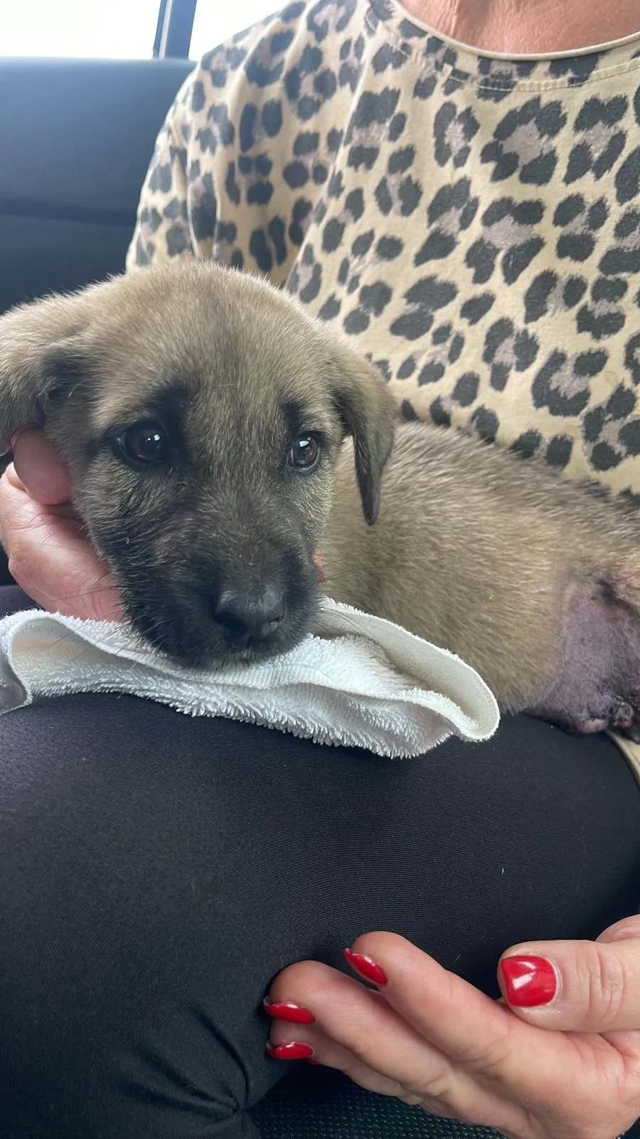 Notfall-Pfoten e.V. - Tierschutzorganisation - Baby Louis, ein kleiner Kämpfer mit großen Herzen