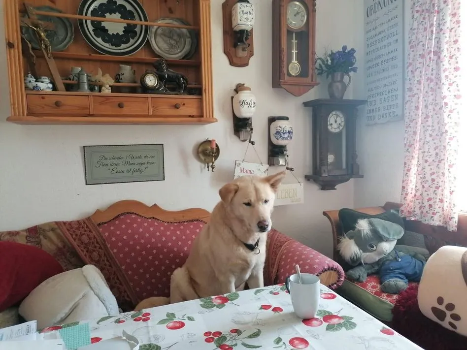 Notfall-Pfoten e.V. - Tierschutzorganisation - Pascha, vom Straßenkämpfer zum Glückspilz