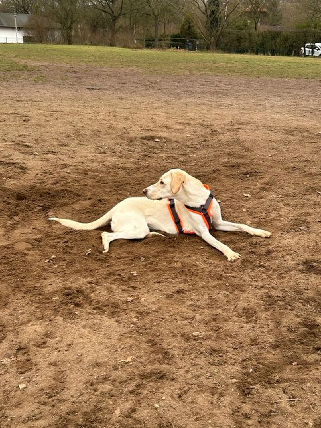 Notfall-Pfoten e.V. - Tierschutzorganisation - Lilly, endlich Zuhause