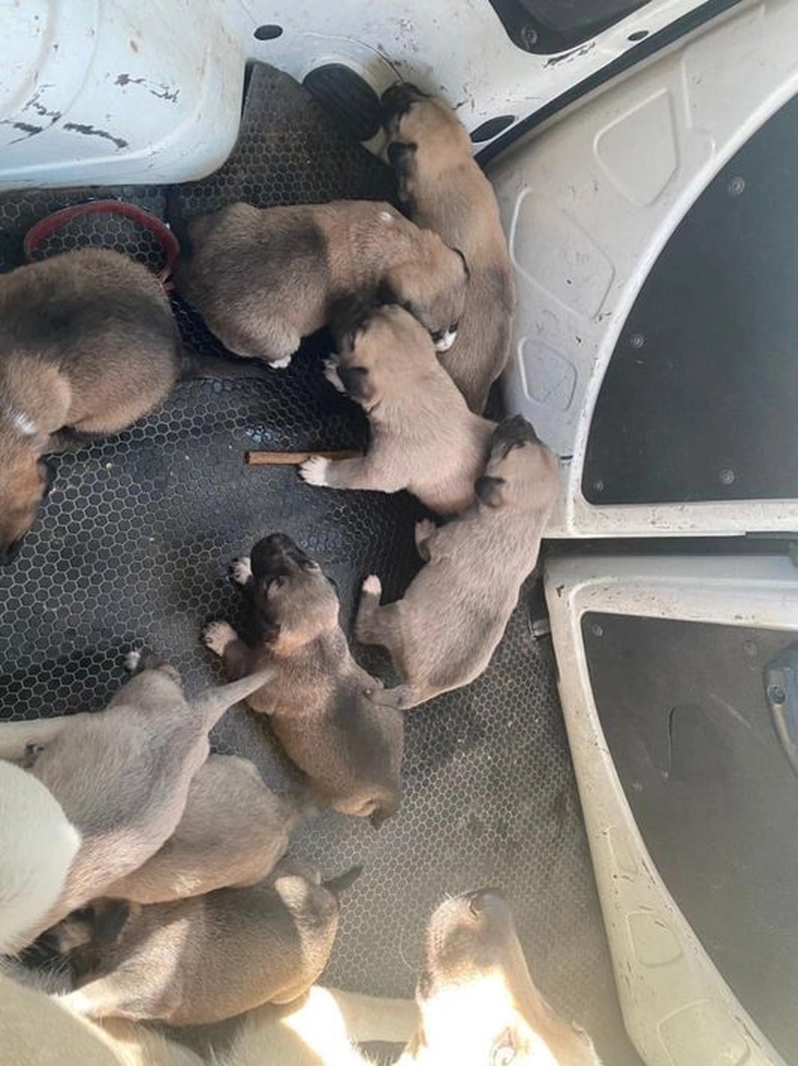 Notfall-Pfoten e.V. - Tierschutzorganisation - Paula & Finchen, zwei Mamas aus der Not