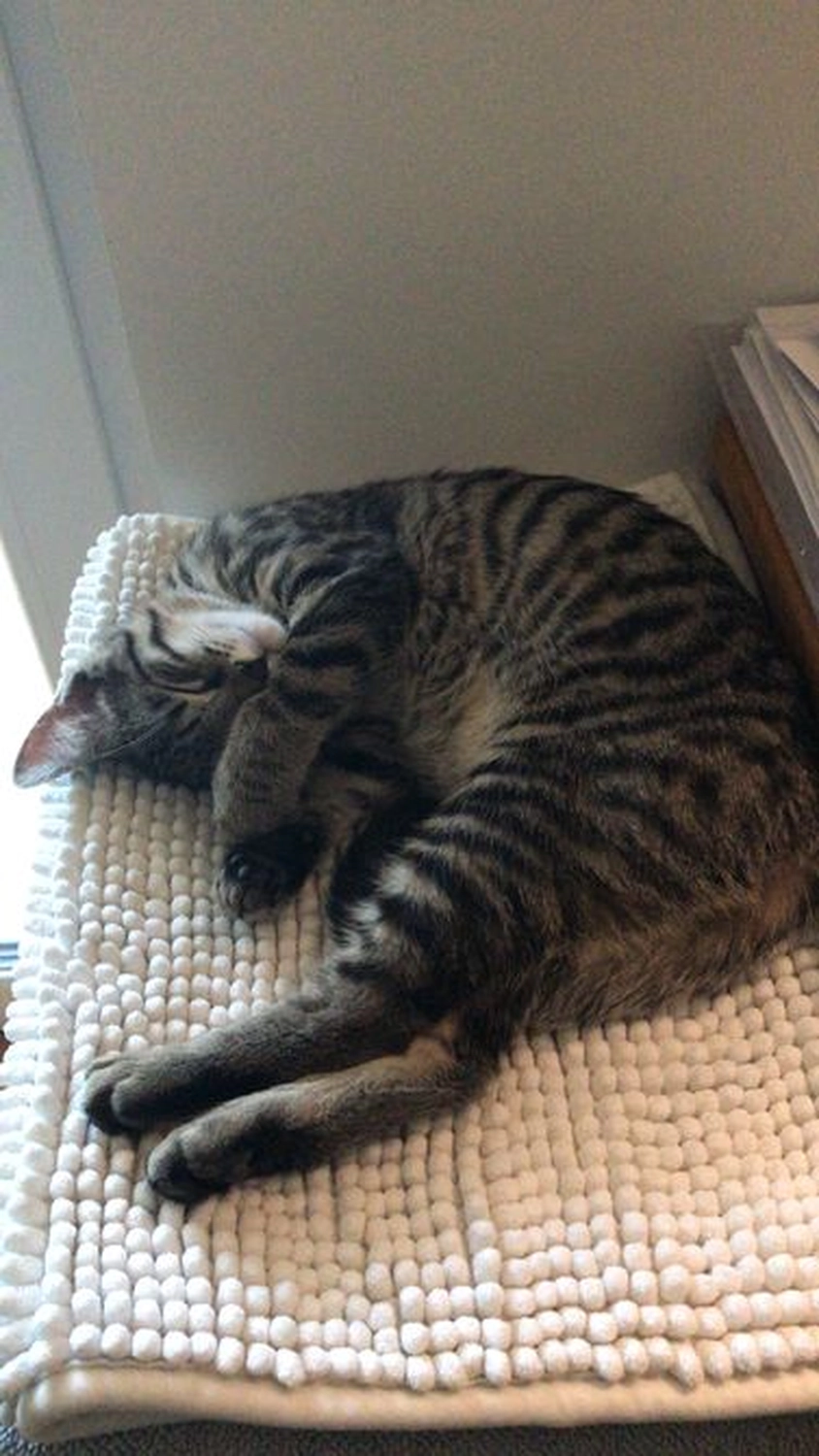 Notfall-Pfoten e.V. - Tierschutzorganisation - Kat