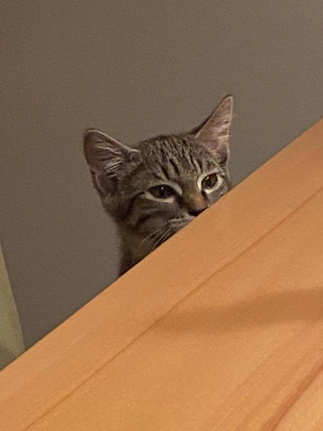 Notfall-Pfoten e.V. - Tierschutzorganisation - Kat