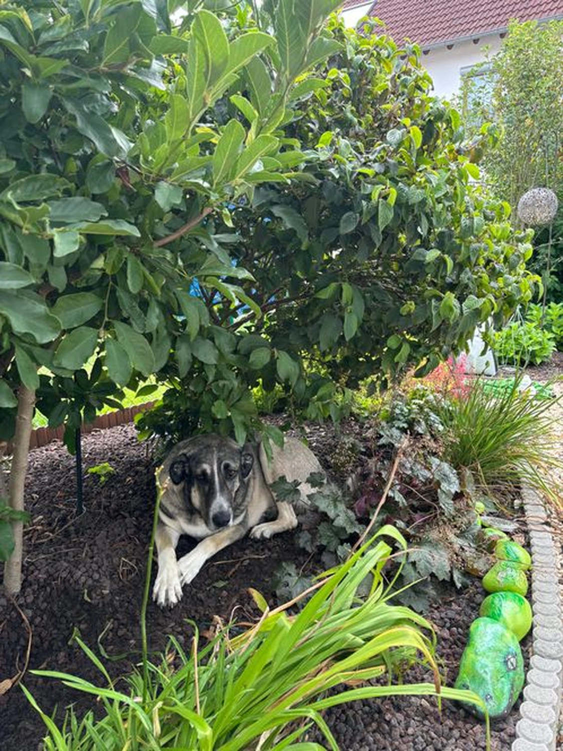 Notfall-Pfoten e.V. - Tierschutzorganisation - Boomer, ein Herz auf vier Pfoten