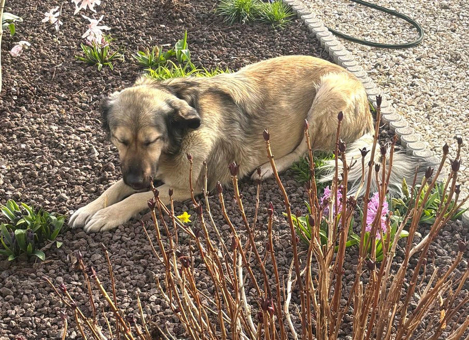 Notfall-Pfoten e.V. - Tierschutzorganisation - Hope, ein neues Kapitel voller Vertrauen