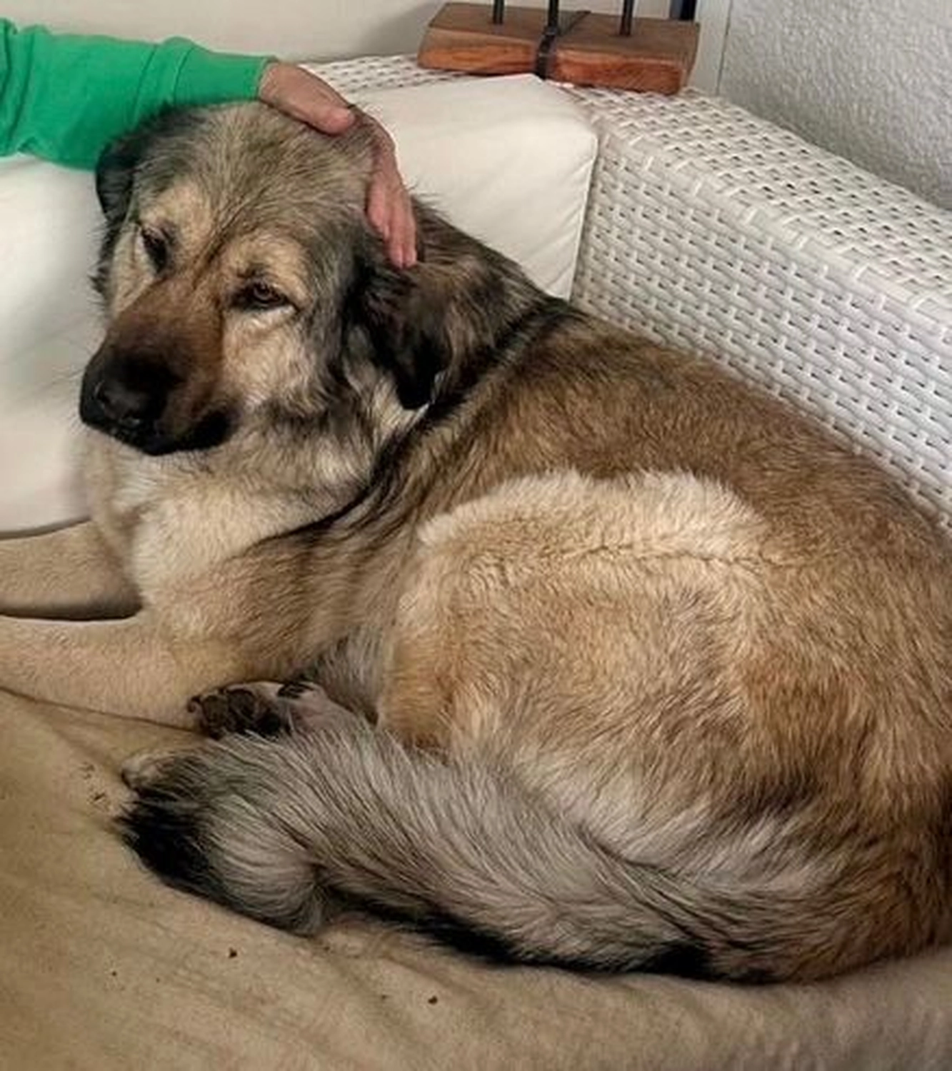 Notfall-Pfoten e.V. - Tierschutzorganisation - Hope, ein neues Kapitel voller Vertrauen