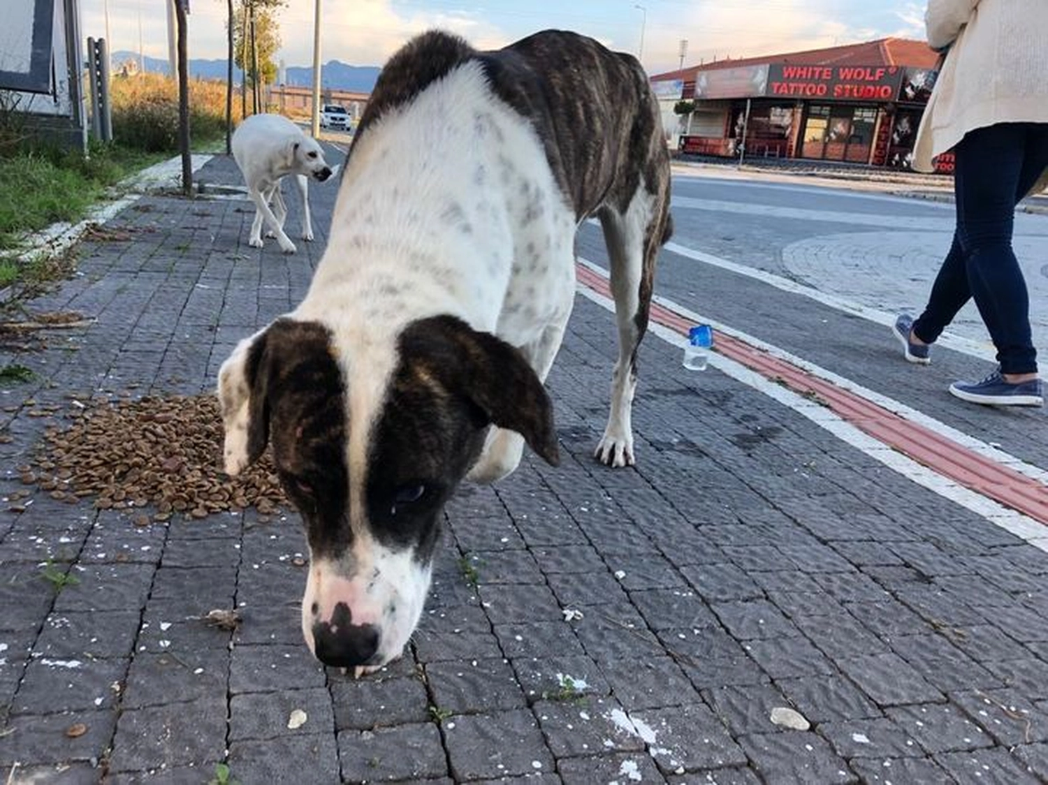 Notfall-Pfoten e.V. - Tierschutzorganisation - Hund