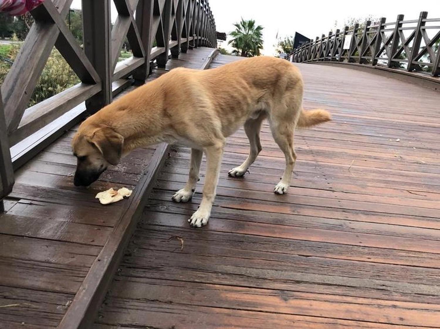 Notfall-Pfoten e.V. - Tierschutzorganisation - Hund