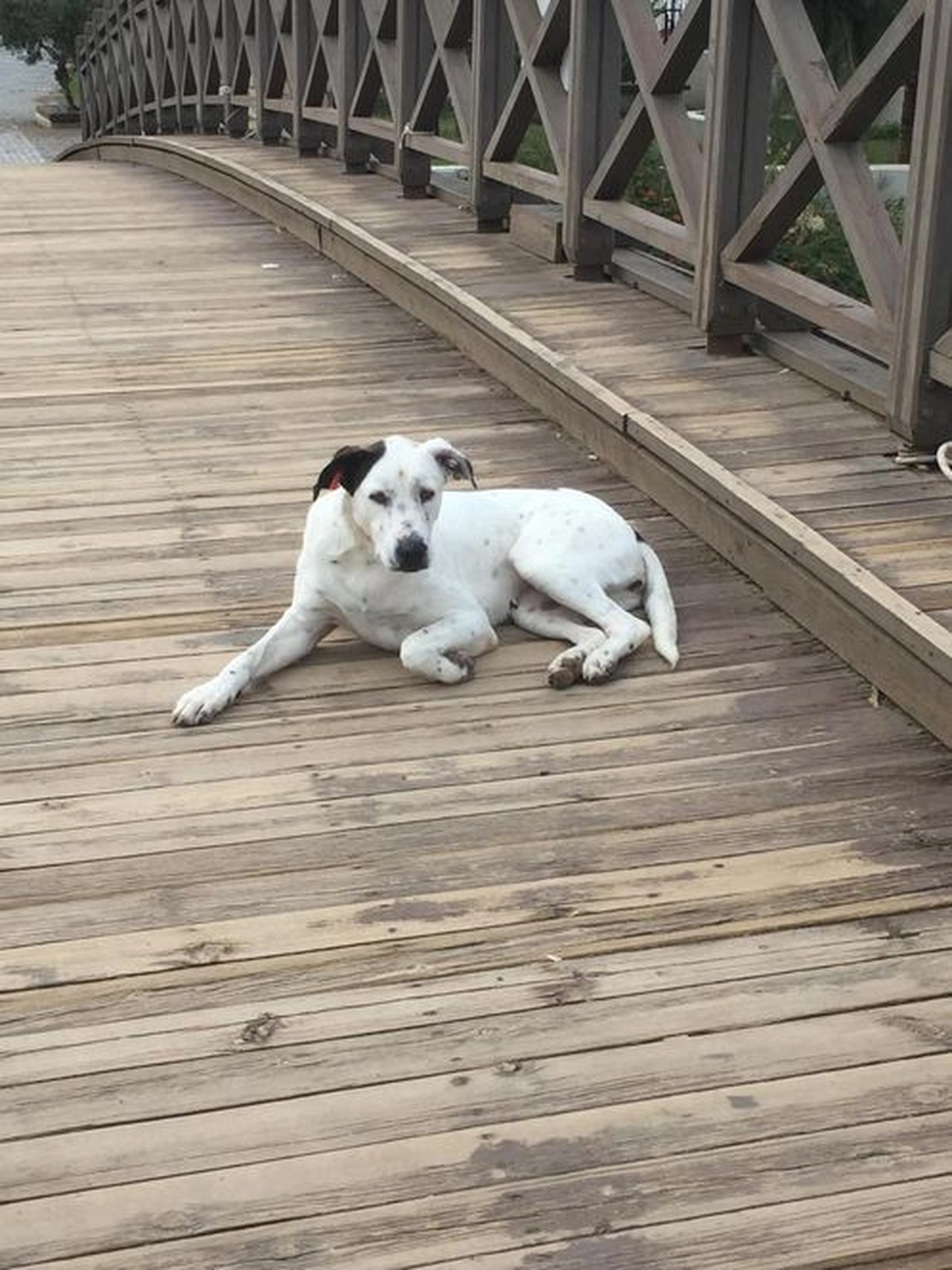 Notfall-Pfoten e.V. - Tierschutzorganisation - Hund