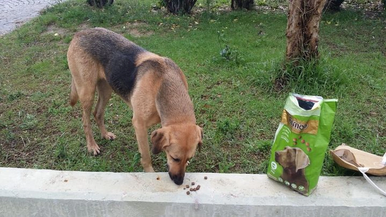 Notfall-Pfoten e.V. - Tierschutzorganisation - Hund