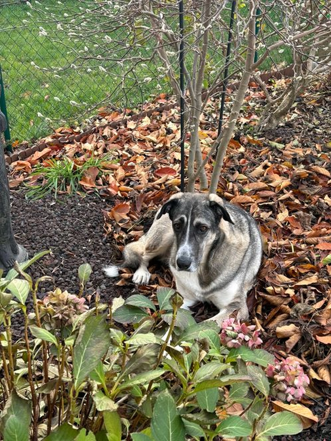 Notfall-Pfoten e.V. - Tierschutzorganisation - Hund