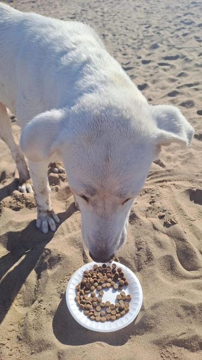 Notfall-Pfoten e.V. - Tierschutzorganisation - Hund