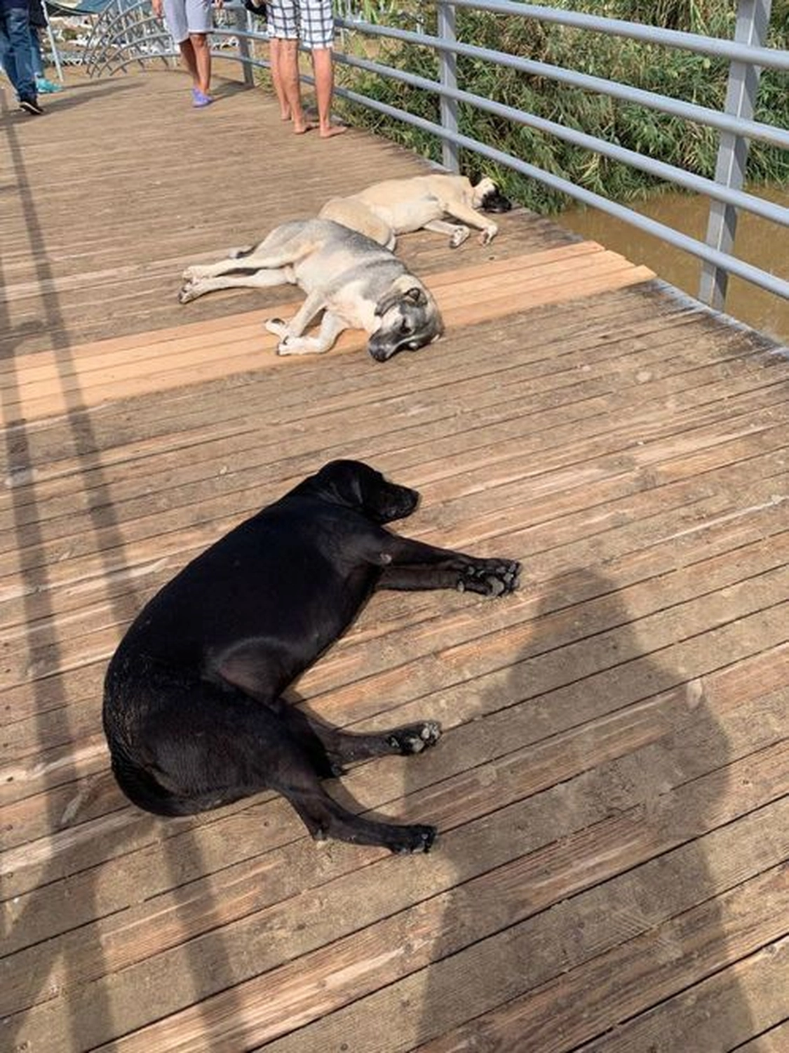 Notfall-Pfoten e.V. - Tierschutzorganisation - Hund