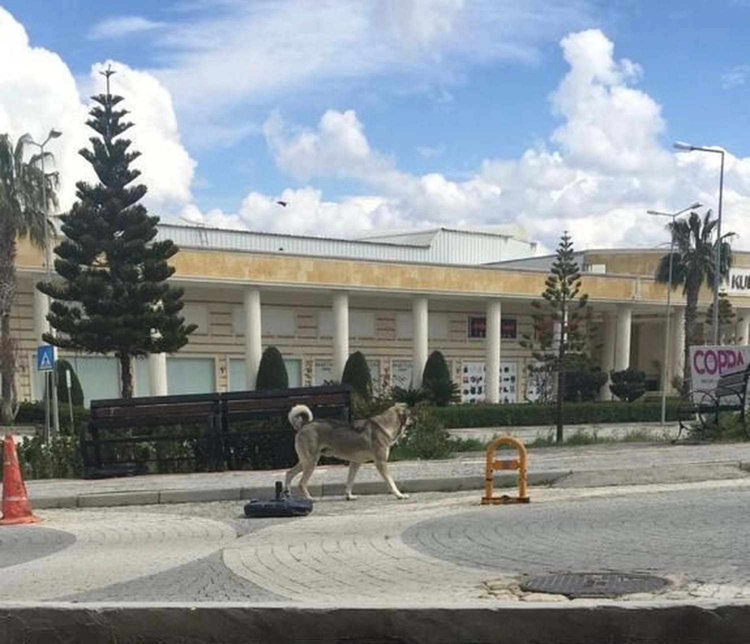 Notfall-Pfoten e.V. - Tierschutzorganisation - Hund