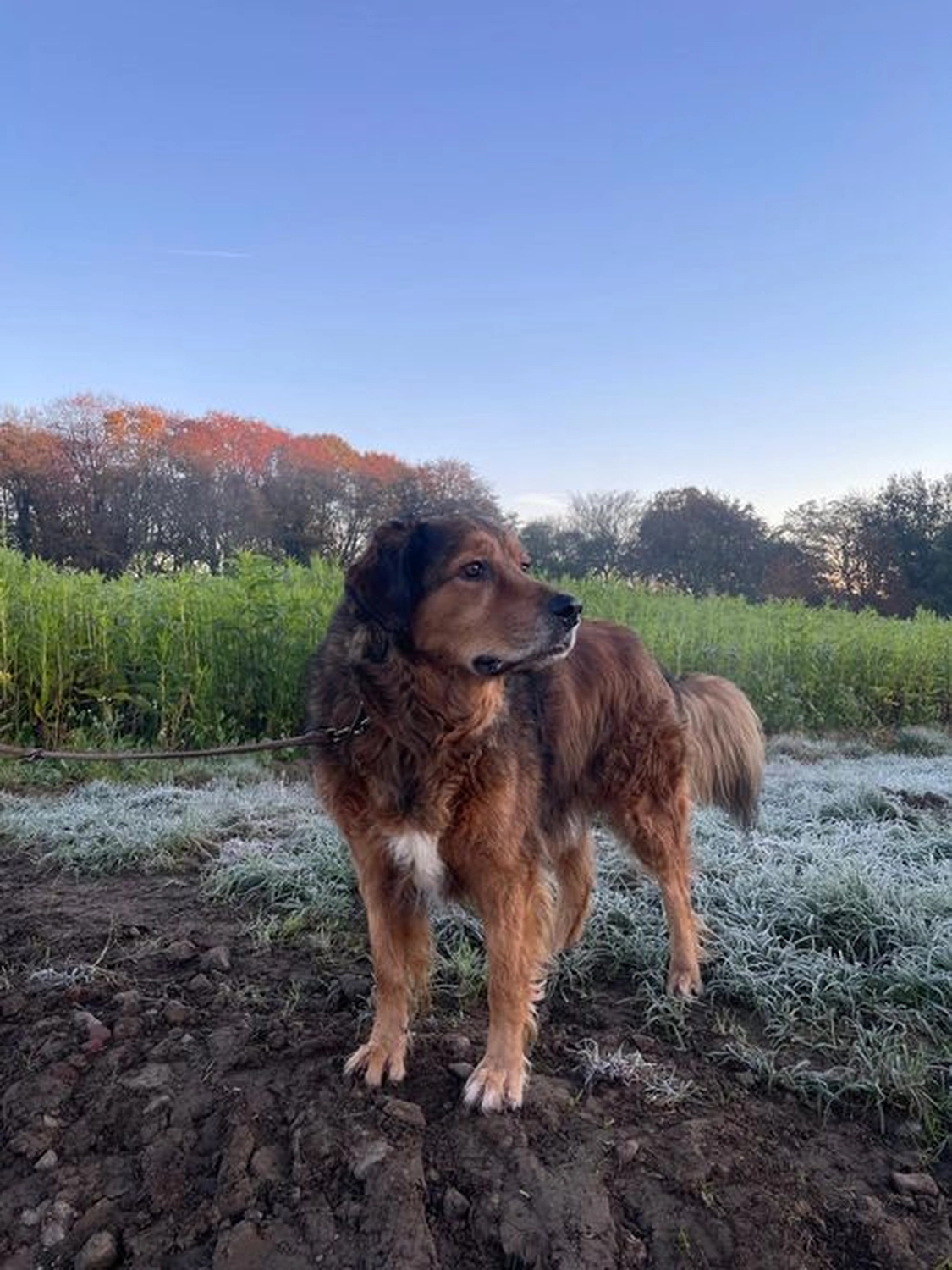 Notfall-Pfoten e.V. - Tierschutzorganisation - Hund