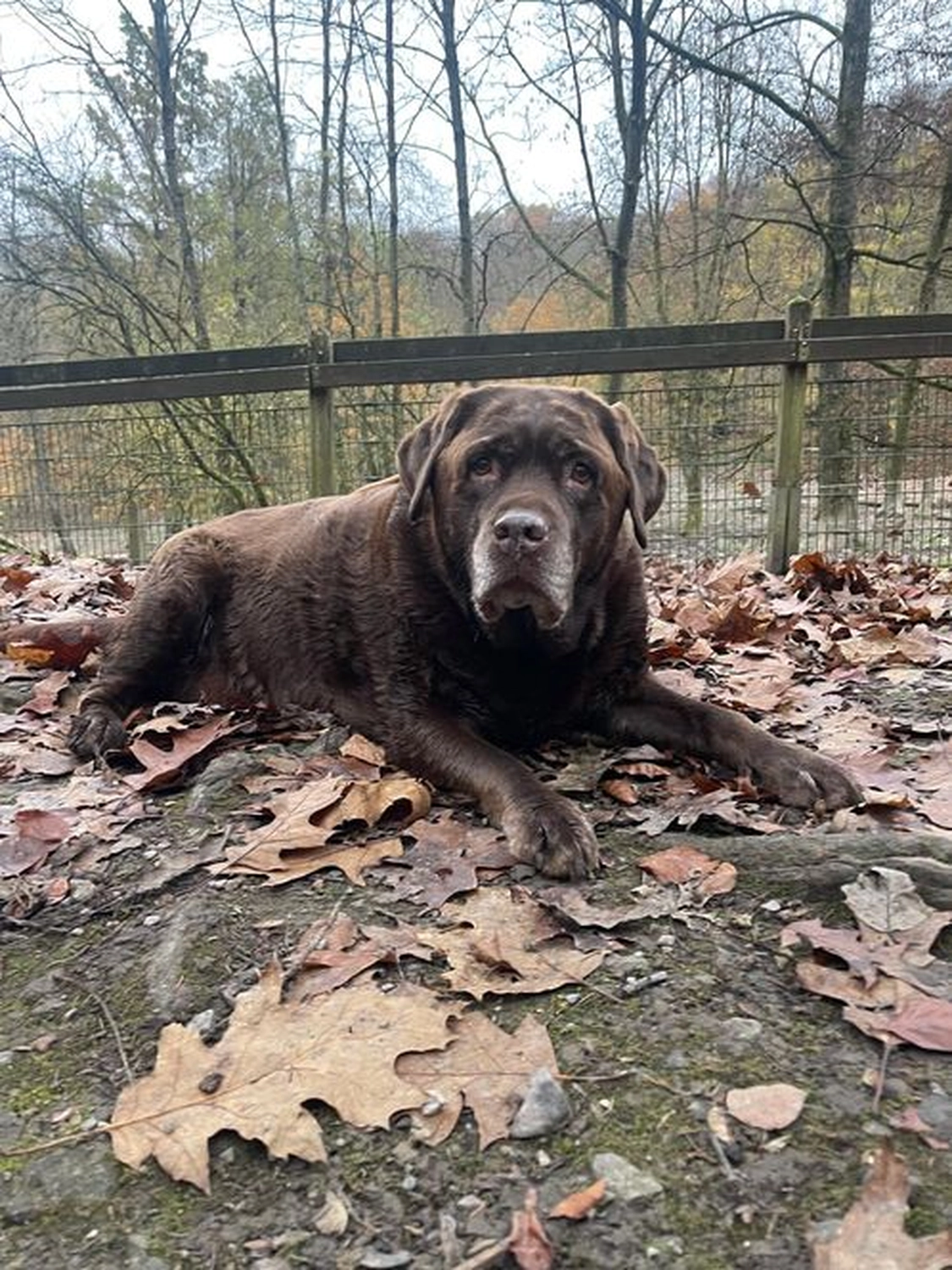 Notfall-Pfoten e.V. - Tierschutzorganisation - Hund