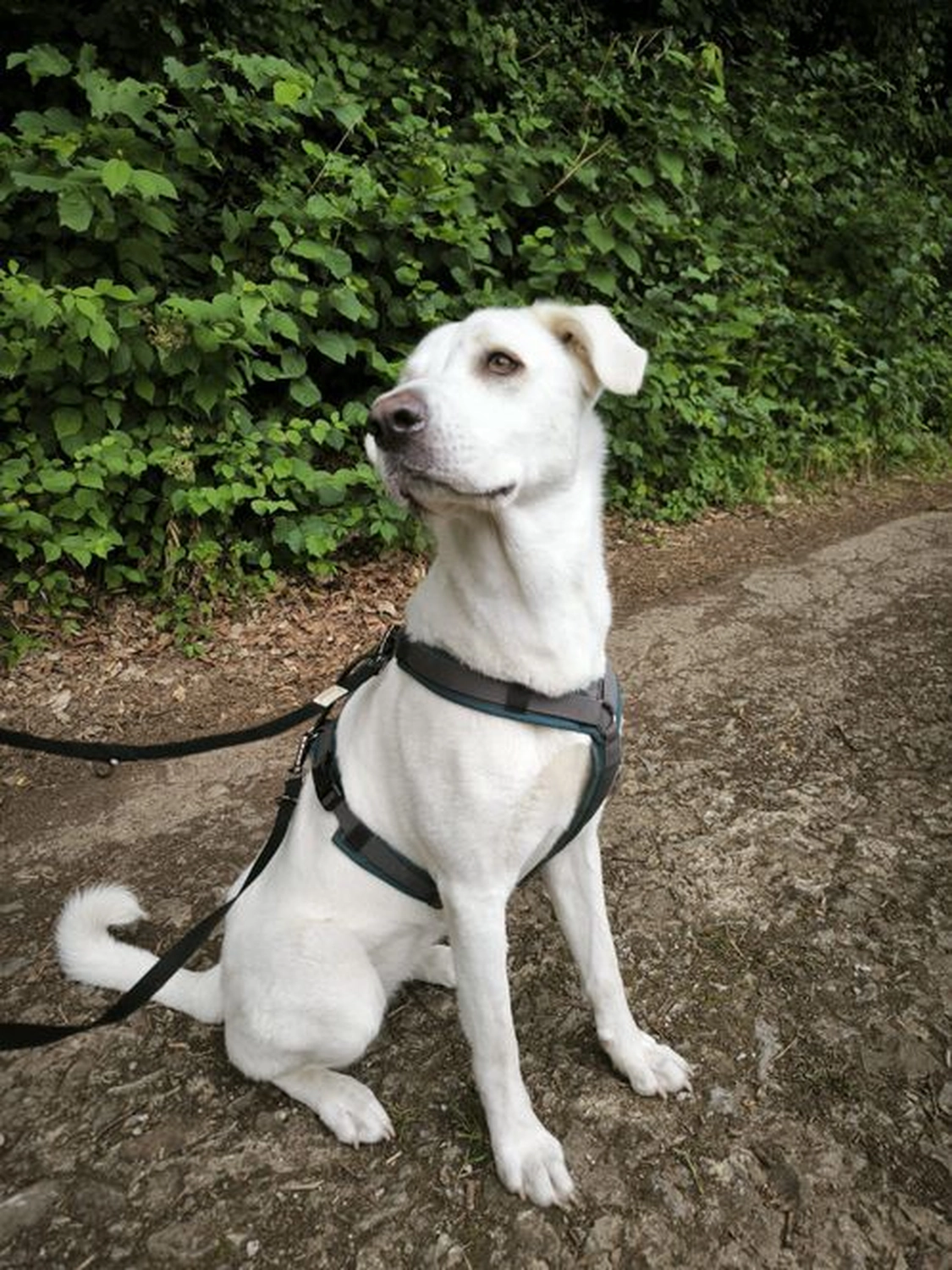 Notfall-Pfoten e.V. - Tierschutzorganisation - Hund