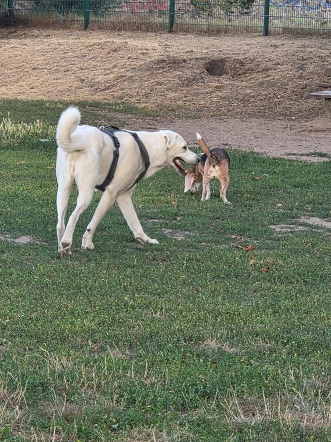 Notfall-Pfoten e.V. - Tierschutzorganisation - Hund