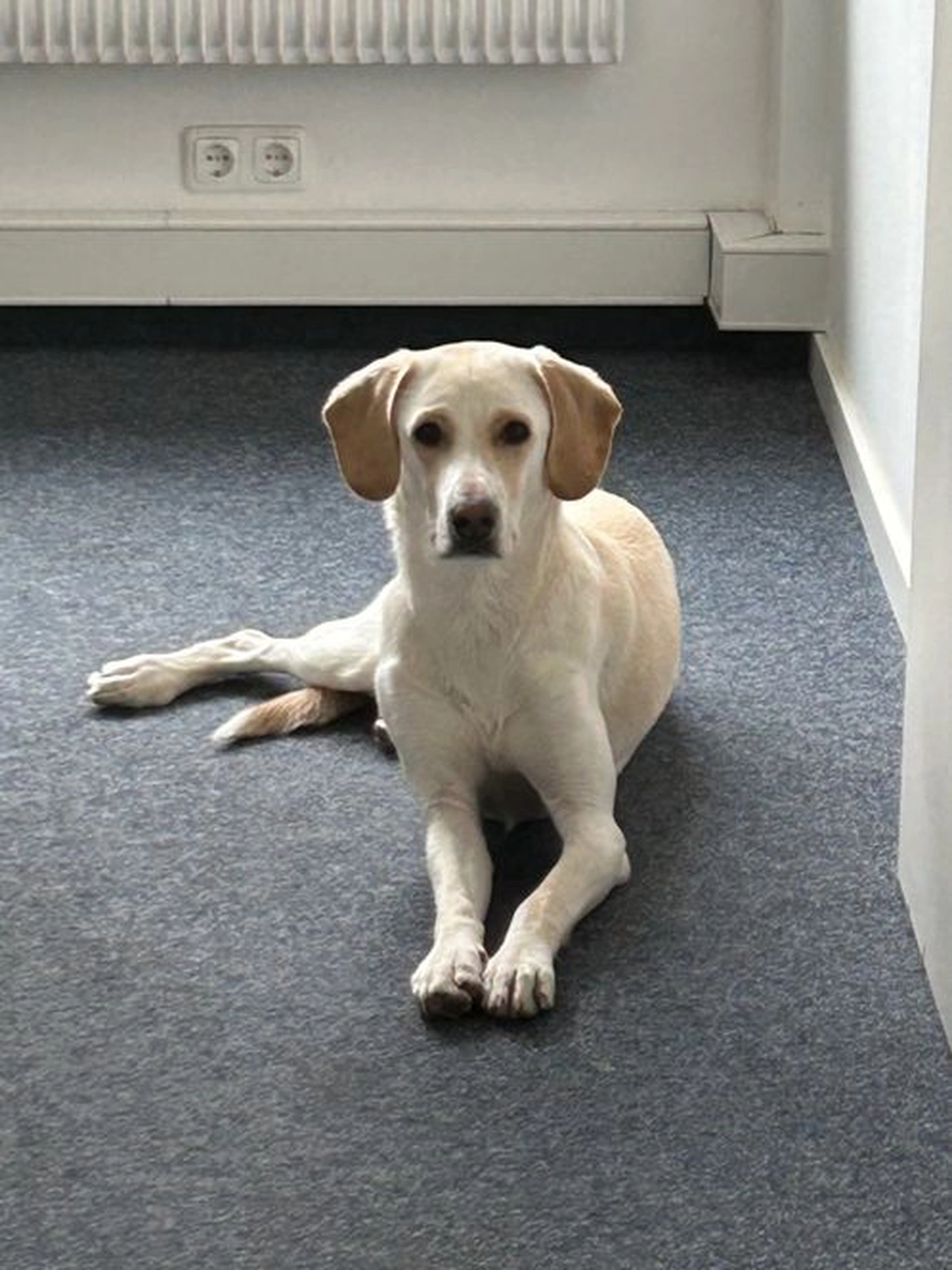 Notfall-Pfoten e.V. - Tierschutzorganisation - Hund