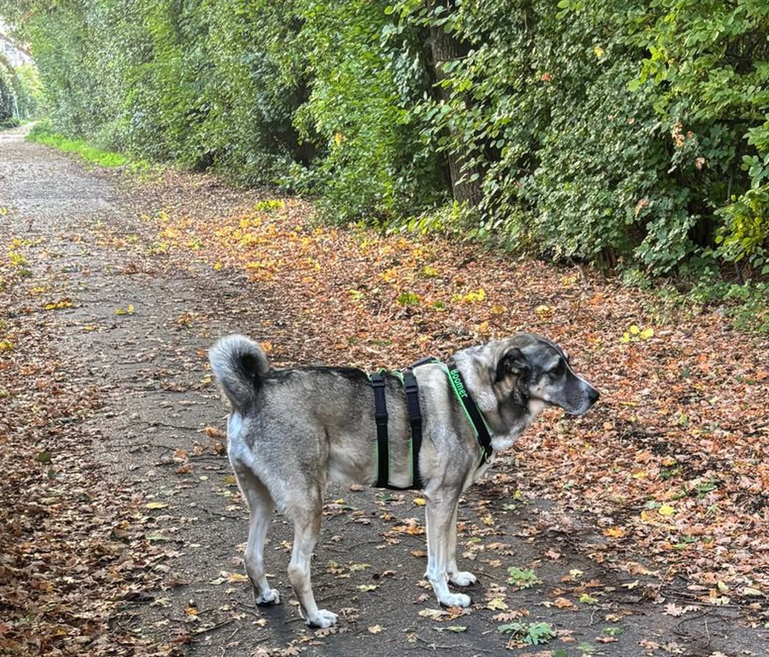 Notfall-Pfoten e.V. - Tierschutzorganisation - Hund