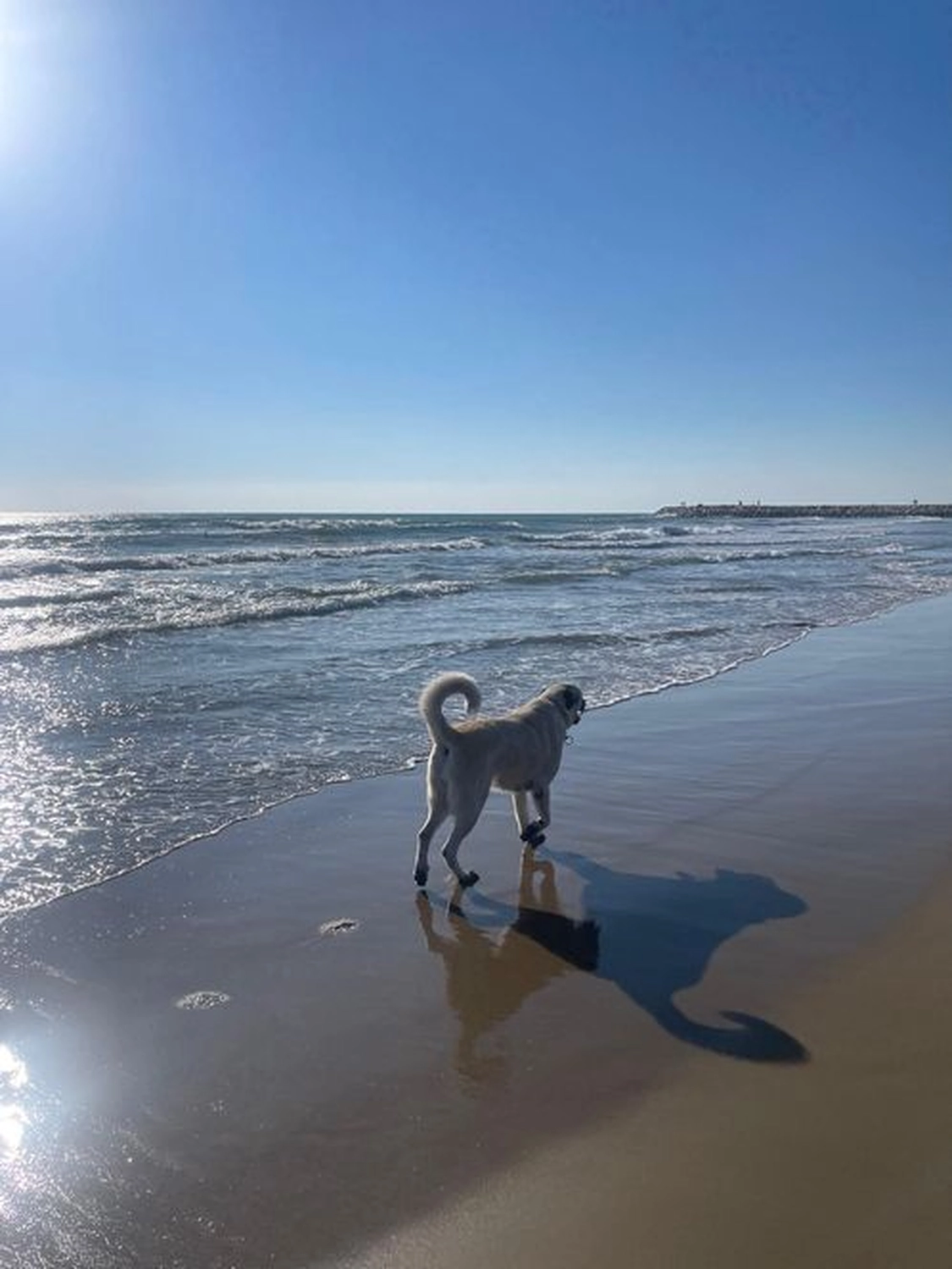 Notfall-Pfoten e.V. - Tierschutzorganisation - Hund