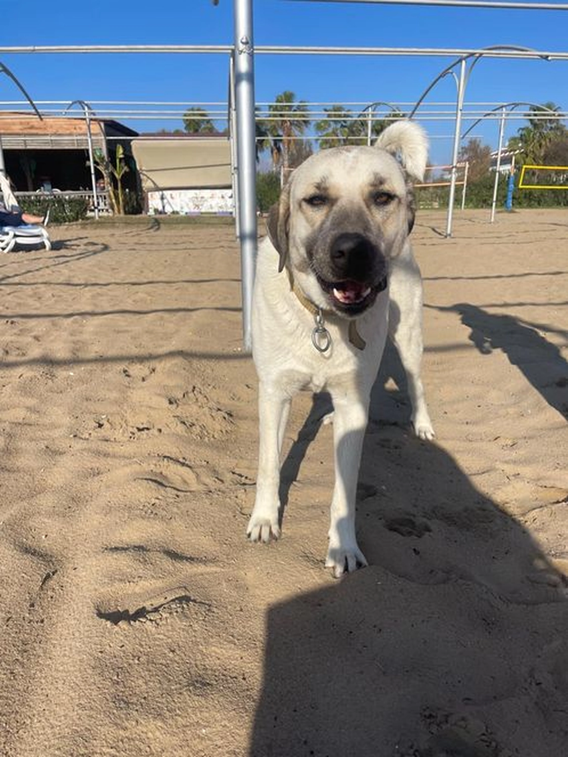 Notfall-Pfoten e.V. - Tierschutzorganisation - Hund