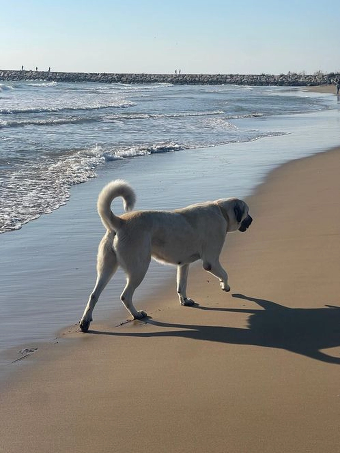 Notfall-Pfoten e.V. - Tierschutzorganisation - Hund