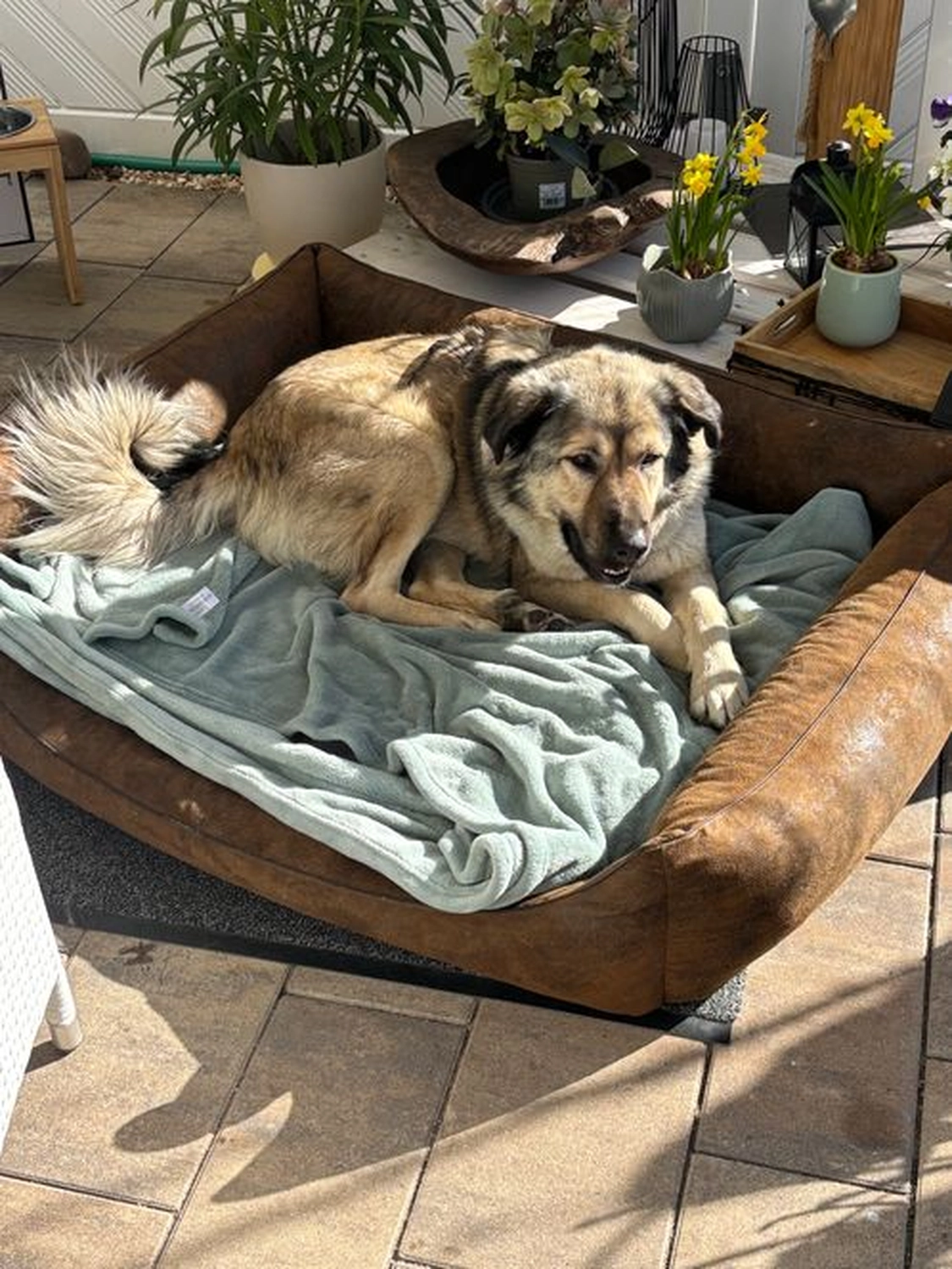 Notfall-Pfoten e.V. - Tierschutzorganisation - Hund