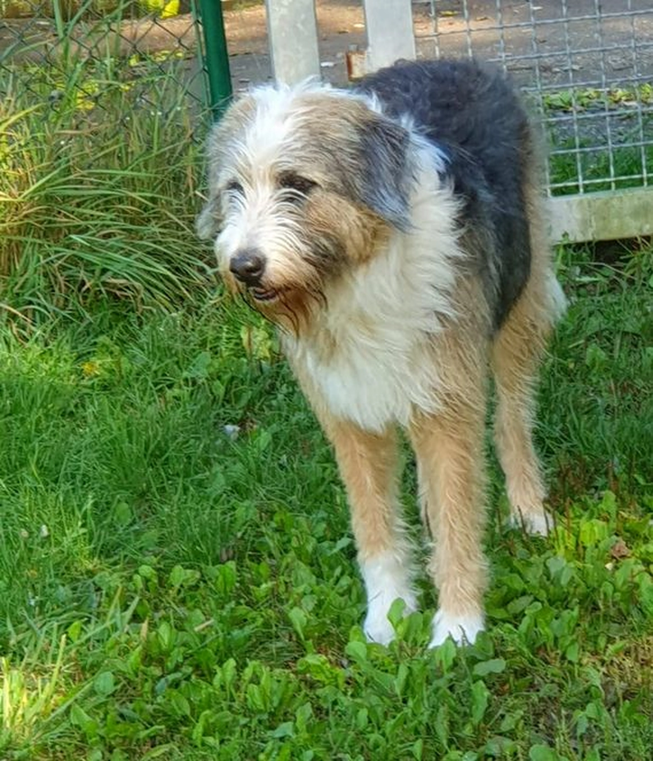 Notfall-Pfoten e.V. - Tierschutzorganisation - Hund