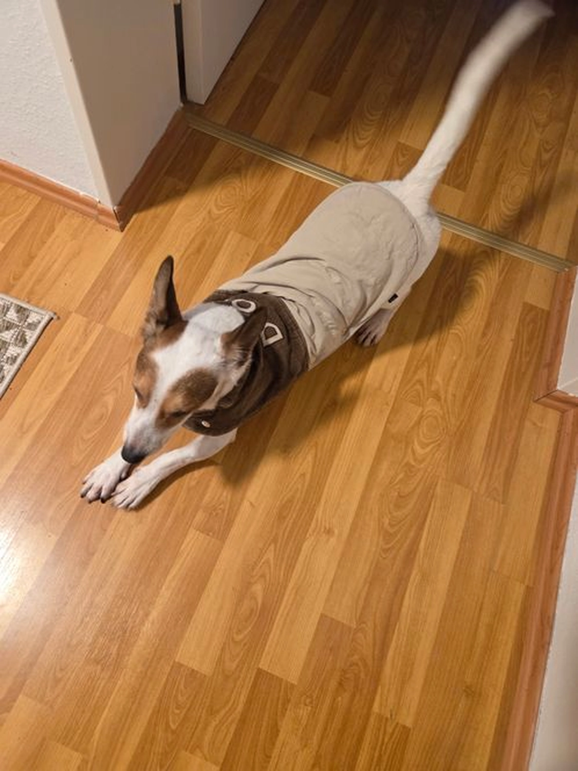 Notfall-Pfoten e.V. - Tierschutzorganisation - Hund