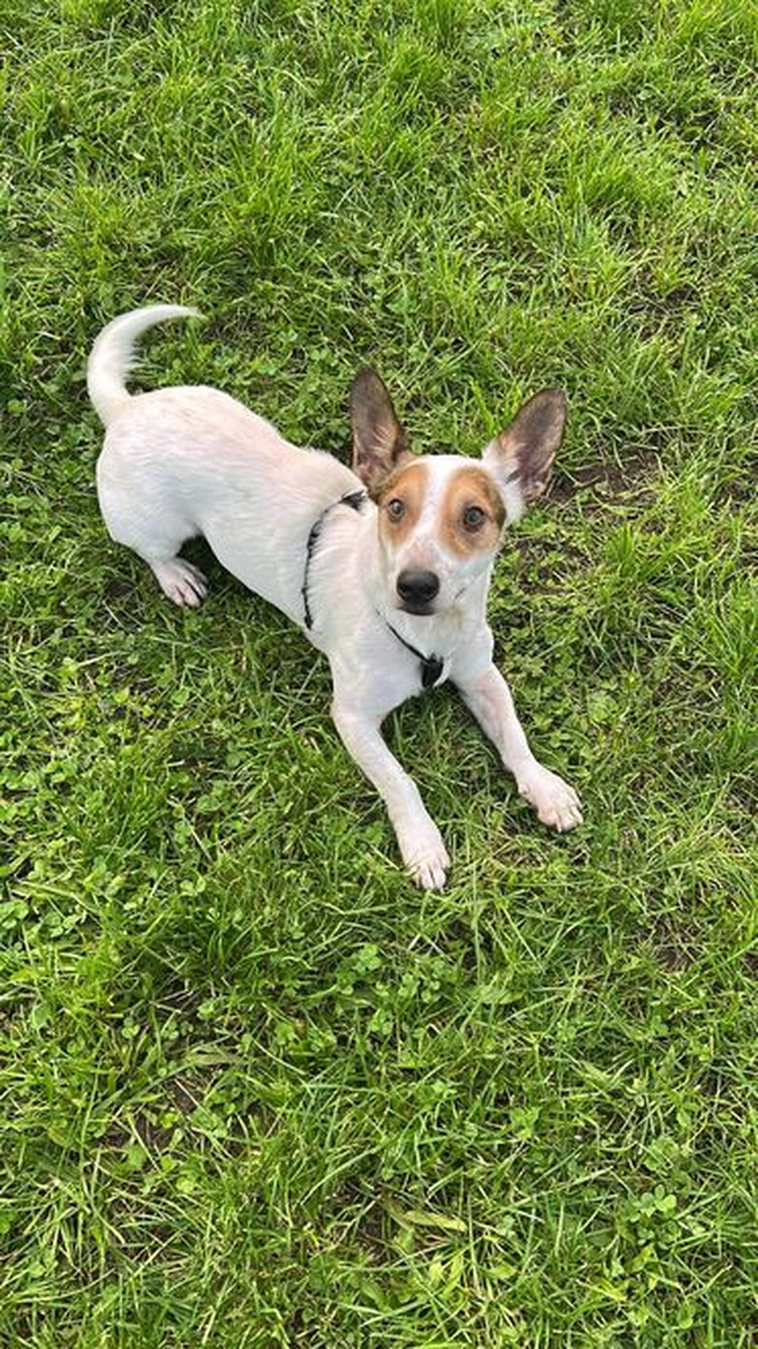 Notfall-Pfoten e.V. - Tierschutzorganisation - Hund