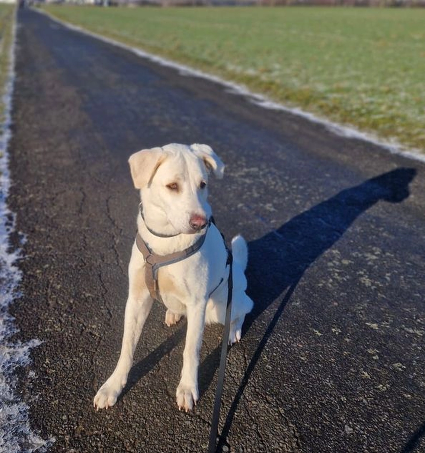 Notfall-Pfoten e.V. - Tierschutzorganisation - Hund