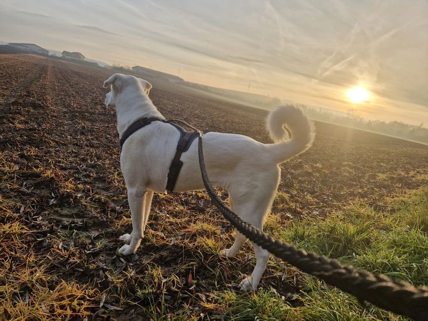 Notfall-Pfoten e.V. - Tierschutzorganisation - Hund