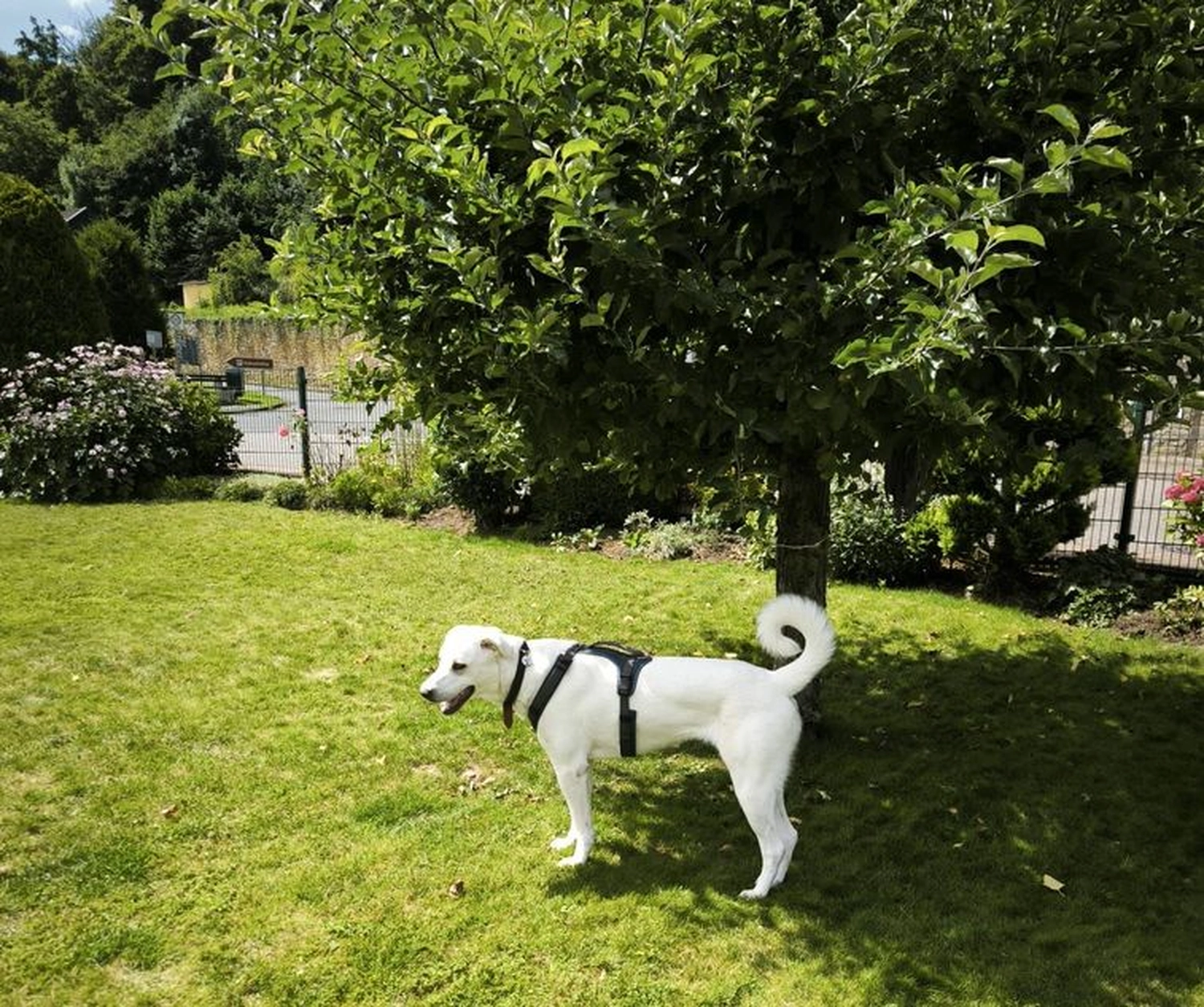 Notfall-Pfoten e.V. - Tierschutzorganisation - Hund