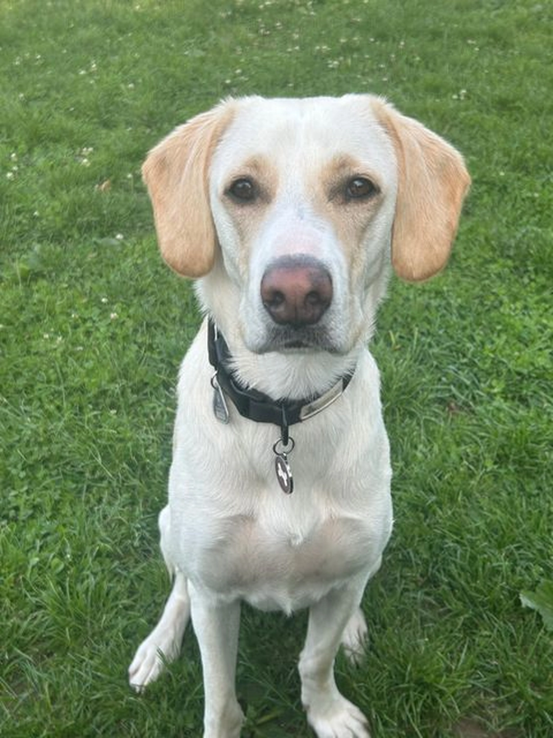 Notfall-Pfoten e.V. - Tierschutzorganisation - Lilly, endlich Zuhause