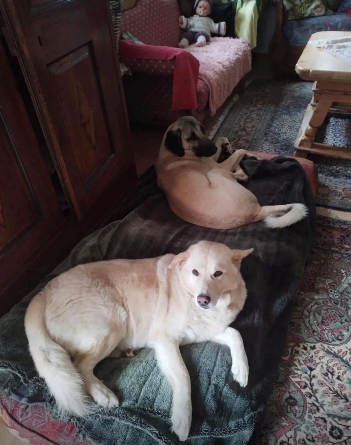 Notfall-Pfoten e.V. - Tierschutzorganisation - Baby Louis, ein kleiner Kämpfer mit großen Herzen