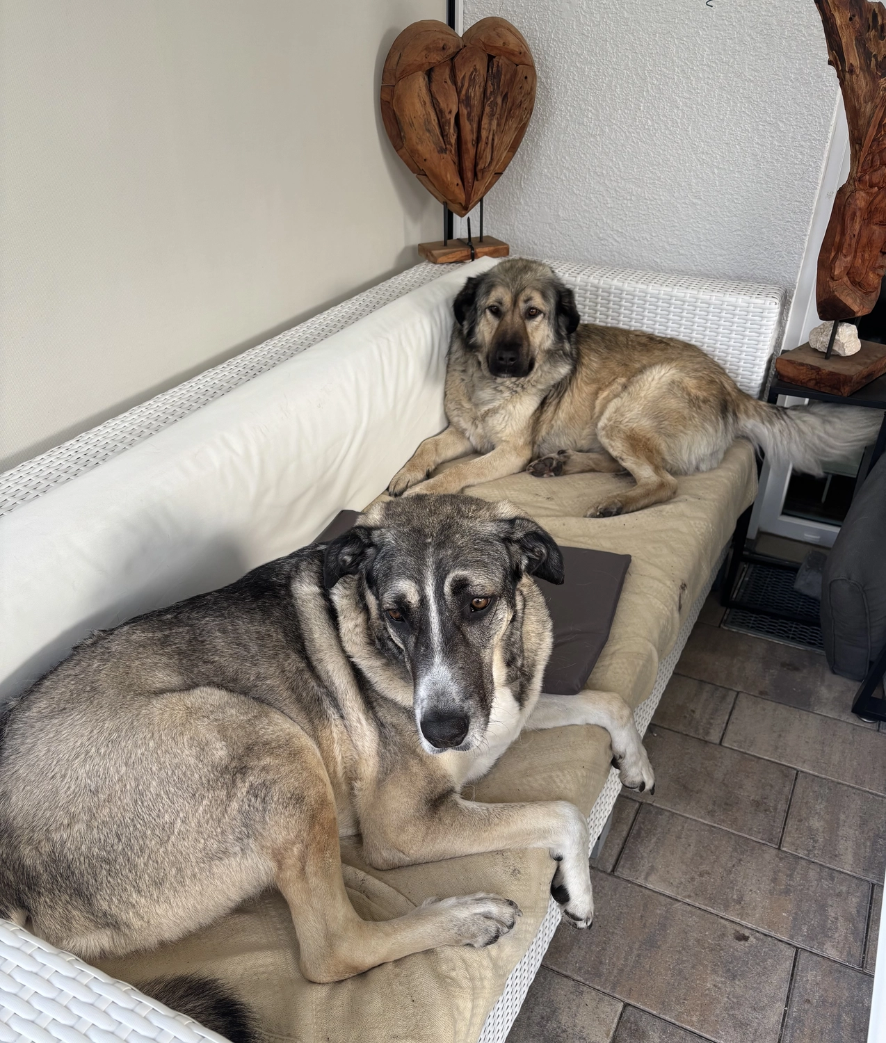 Notfall-Pfoten e.V. - Tierschutzorganisation - Boomer, ein Herz auf vier Pfoten