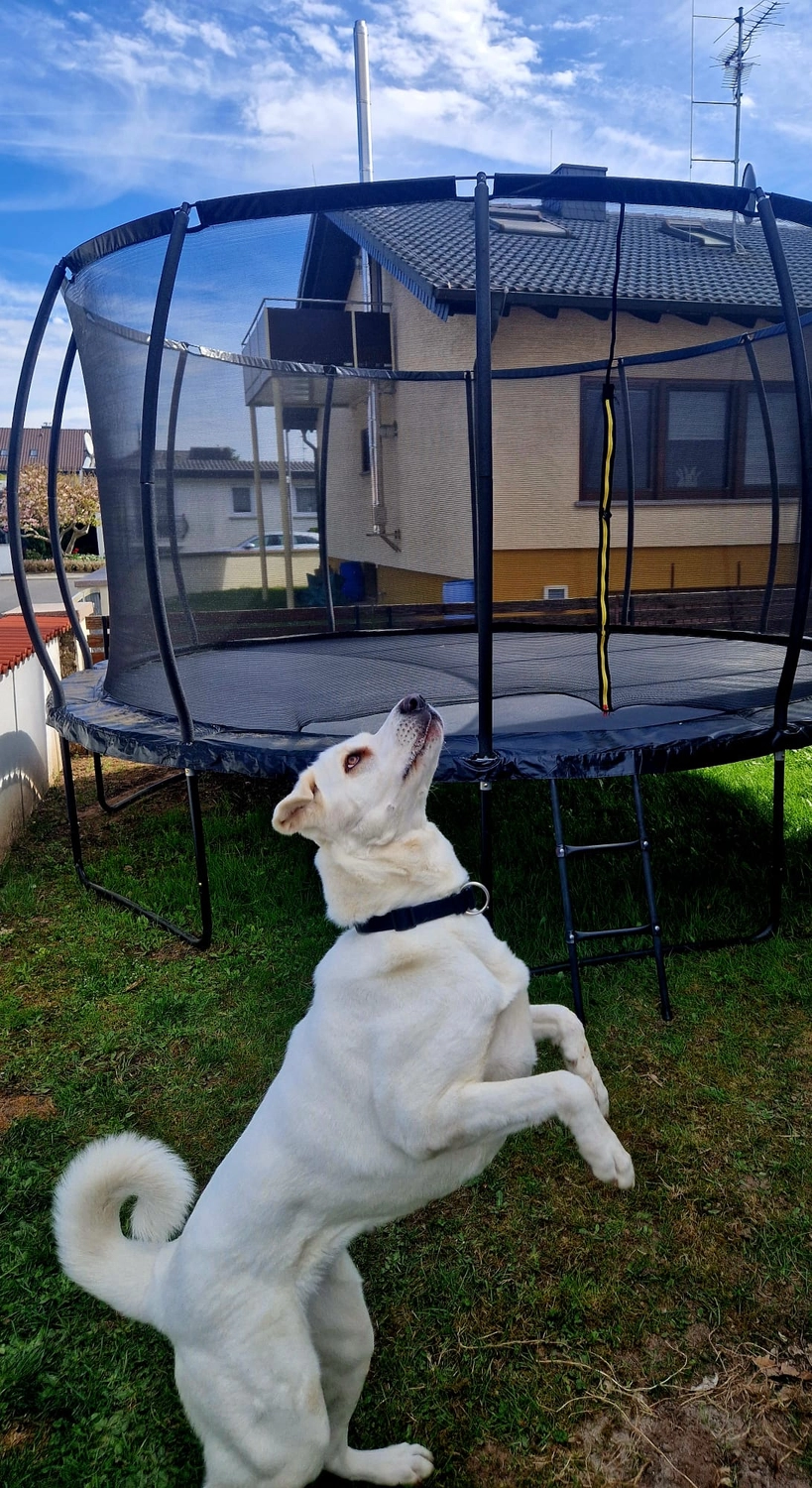 Notfall-Pfoten e.V. - Tierschutzorganisation - Blancas