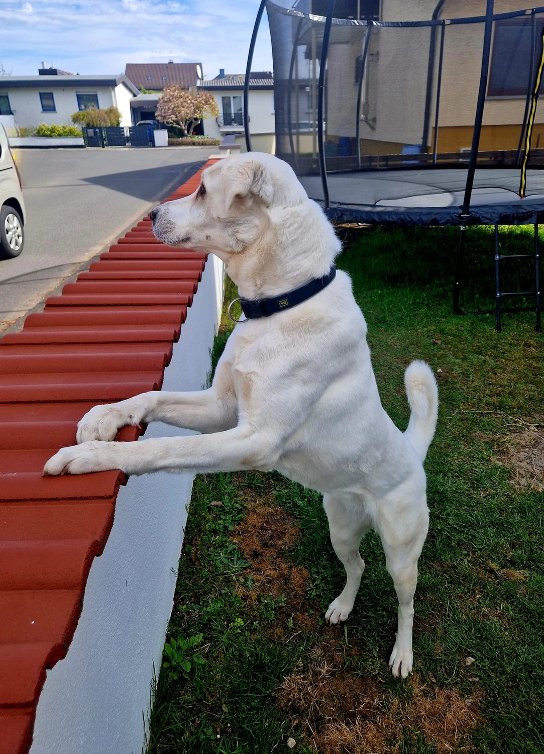 Notfall-Pfoten e.V. - Tierschutzorganisation - Blancas