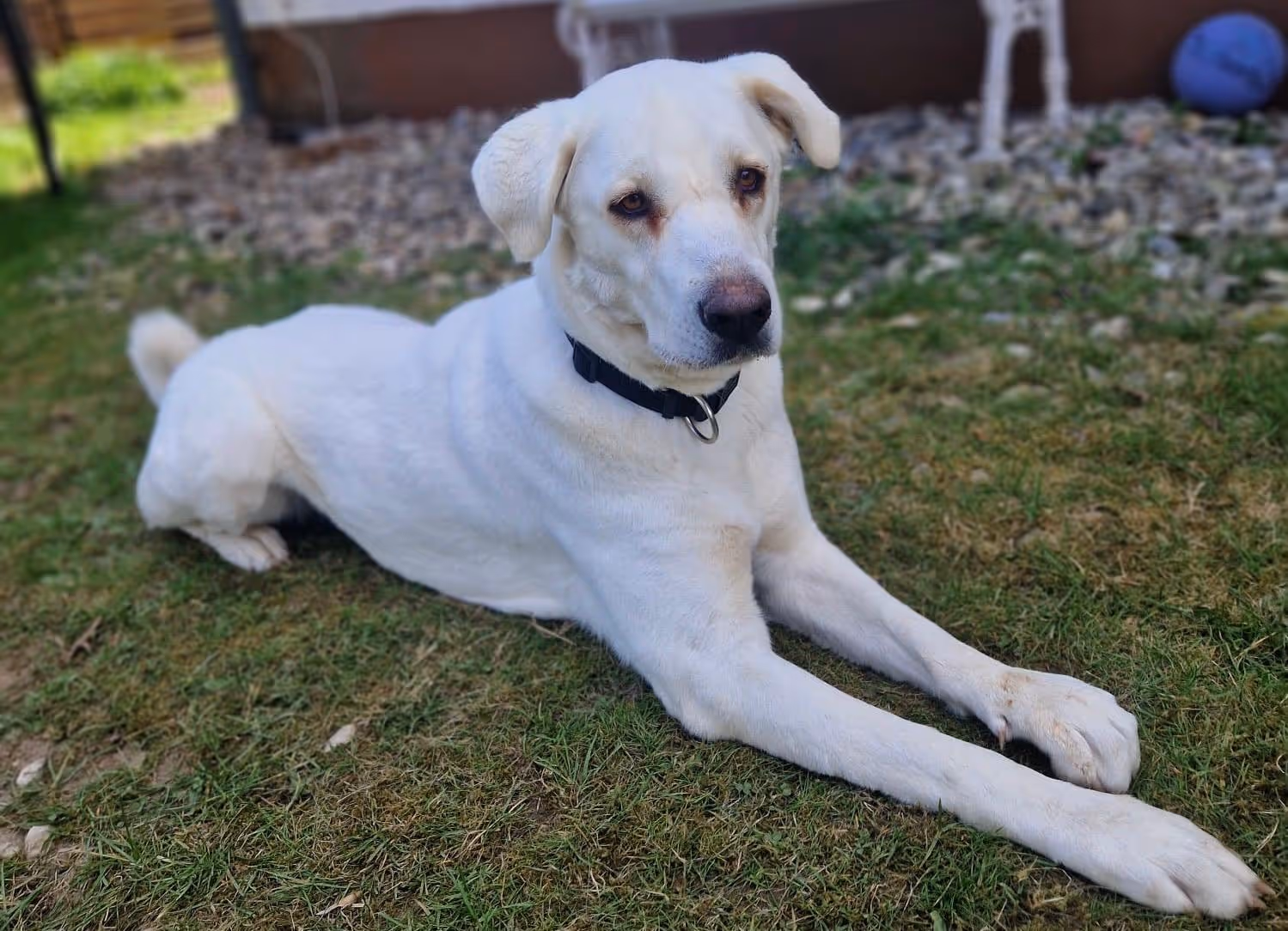 Notfall-Pfoten e.V. - Tierschutzorganisation - Hund